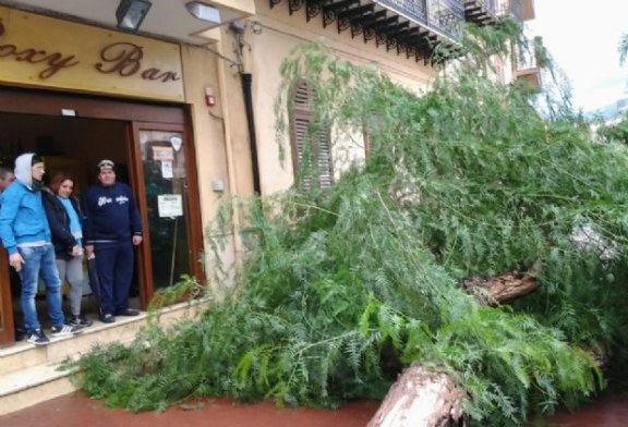 Maltempo: Cade un albero in Piazza Cosmo Guastella