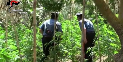 Cannabis nelle campagne misilmeresi, arrestati in tre