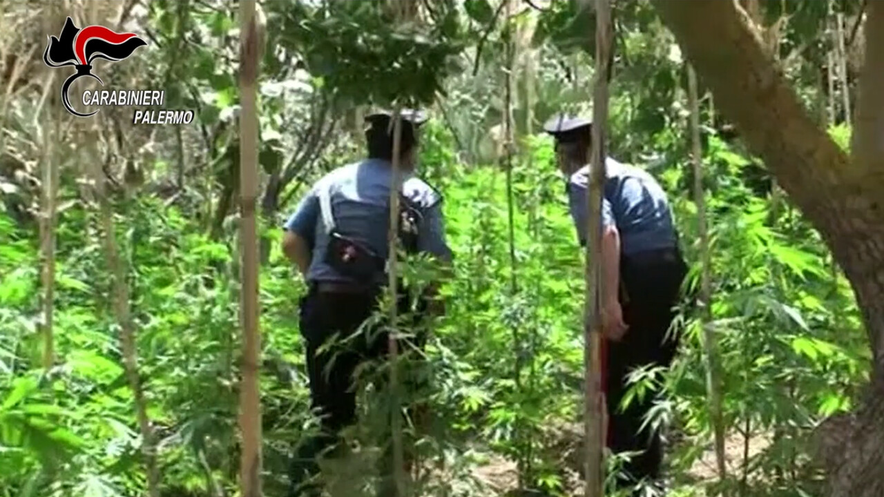 Cannabis nelle campagne misilmeresi, arrestati in tre