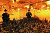 Misilmeri: due arresti per coltivazione di Marijuana
