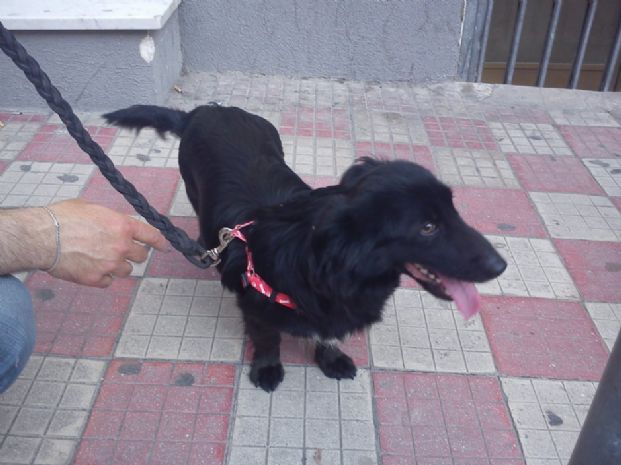 Cagnolino smarrito vicino le Poste