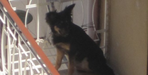 Cane maltrattato, aiutatemi ad aiutarlo!