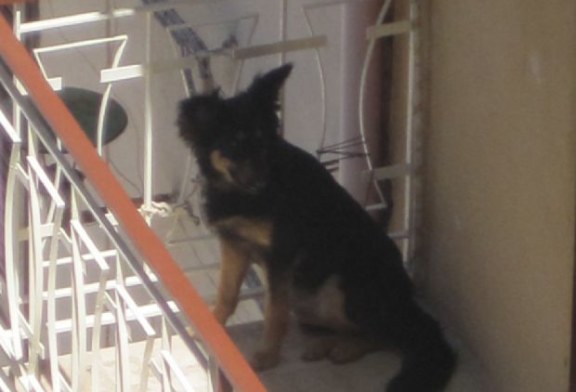 Cane maltrattato, aiutatemi ad aiutarlo!