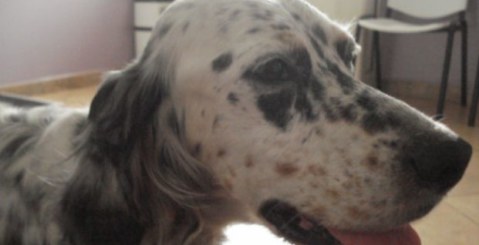 Setter investito sulla Pa-Ag è fuori pericolo, adesso cerca casa!