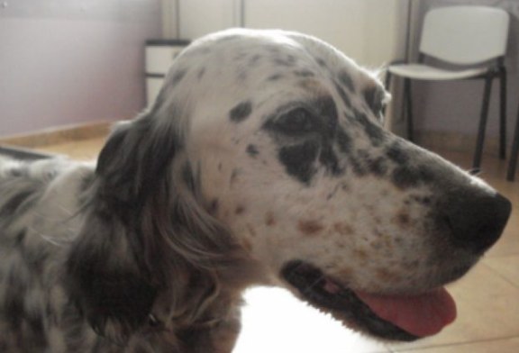 Setter investito sulla Pa-Ag è fuori pericolo, adesso cerca casa!