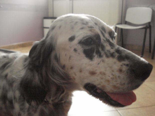 Setter investito sulla Pa-Ag è fuori pericolo, adesso cerca casa!