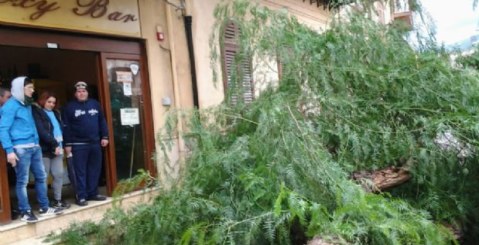 Maltempo: Cade un albero in Piazza Cosmo Guastella