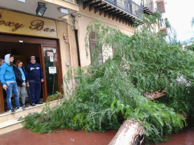 Maltempo: Cade un albero in Piazza Cosmo Guastella