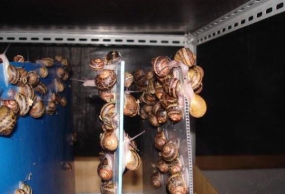 Domani il 1° Convegno sull'allevamento di chiocciole