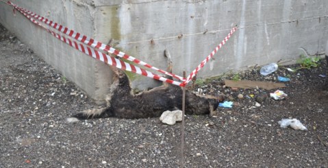 Carcassa di cane ancora non rimossa