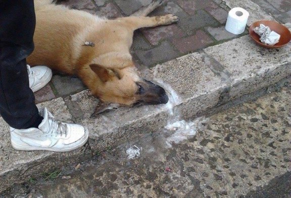 Avvelenamento cani, è allarme!