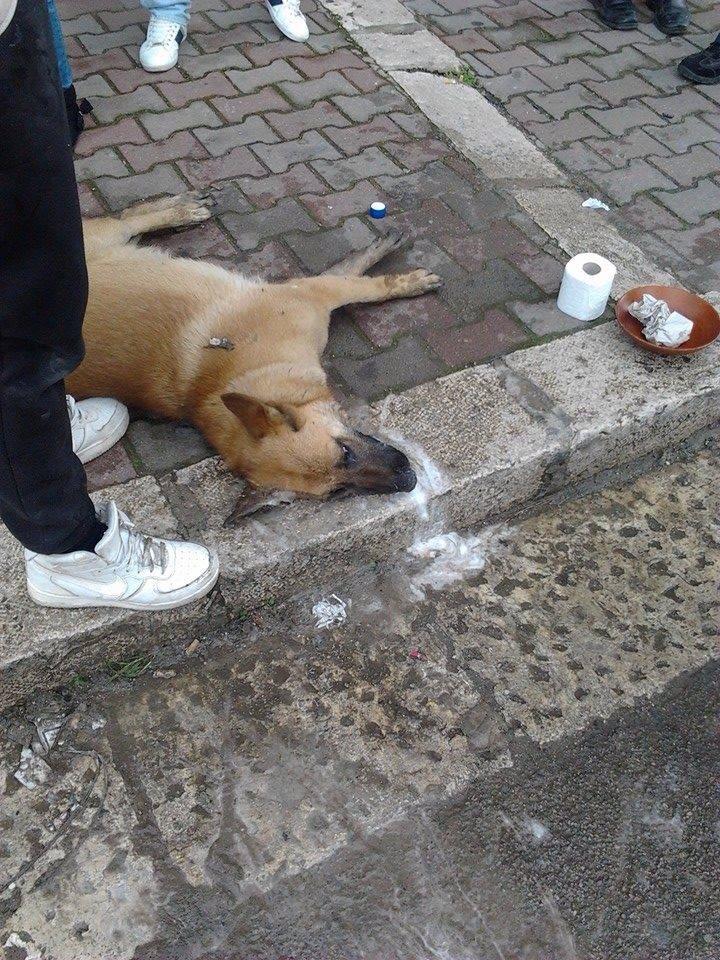 Avvelenamento cani, è allarme!