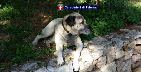 Tragedia sfiorata a Misilmeri: cane aggredisce un bambino di due anni