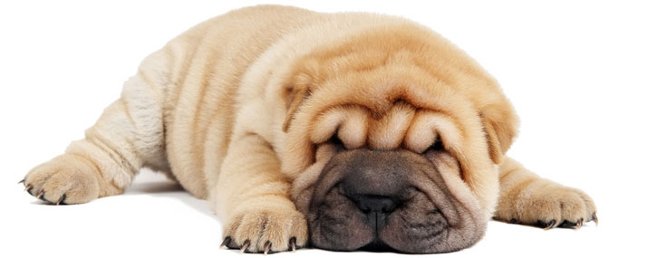 Si cedono piccoli cuccioli Sharpei