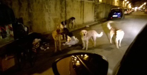 Misilmeri invasa dai cani randagi. Urge intervento