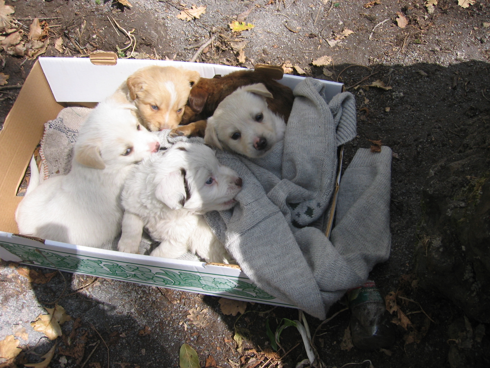 Cani abbandonati a Piano Stoppa, è emergenza