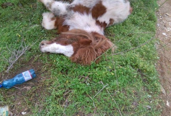 Abbandonato pony agonizzante a Marraffa