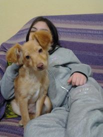 Si è perso Tommy, un meticcio color miele.