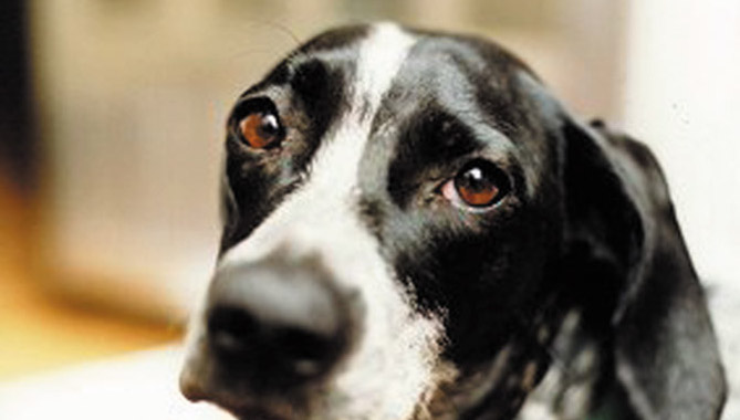 Il lettore segnala: Quei cani sono maltrattati ed abbandonati