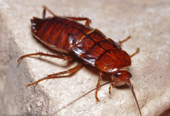 Al via la disinfestazione, stanotte il primo intervento