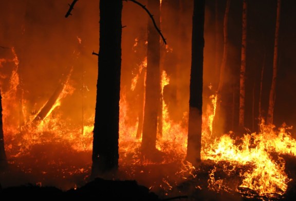Incendio al bosco Mendola di Misilmeri: 20 ettari carbonizzati