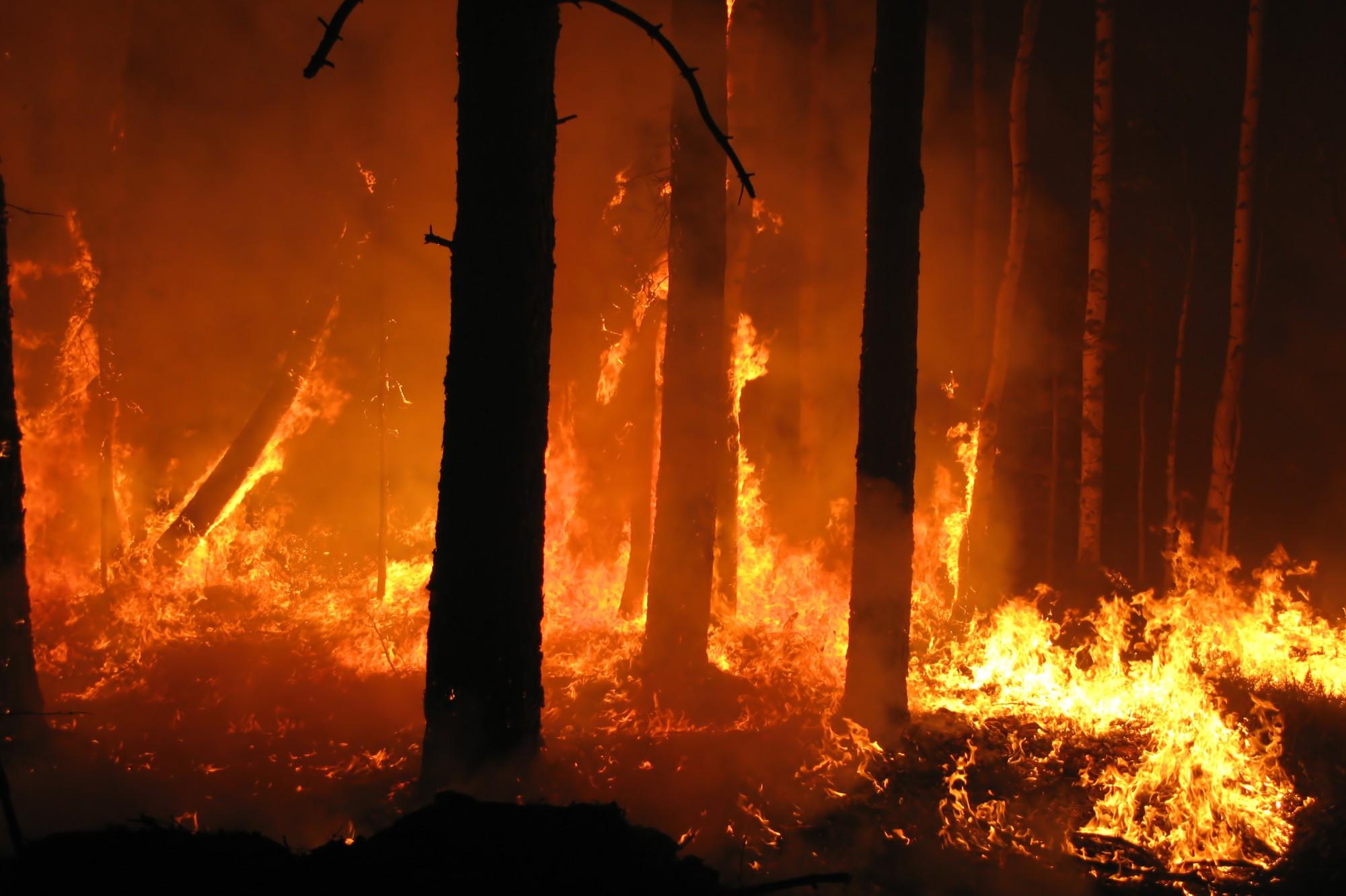 Incendio al bosco Mendola di Misilmeri: 20 ettari carbonizzati