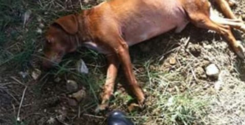 Cane investito da auto pirata. Intervengono i Carabinieri