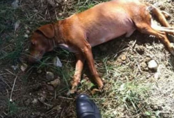 Cane investito da auto pirata. Intervengono i Carabinieri