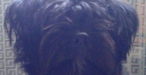 Smarrito cane nei pressi di Piano Stoppa