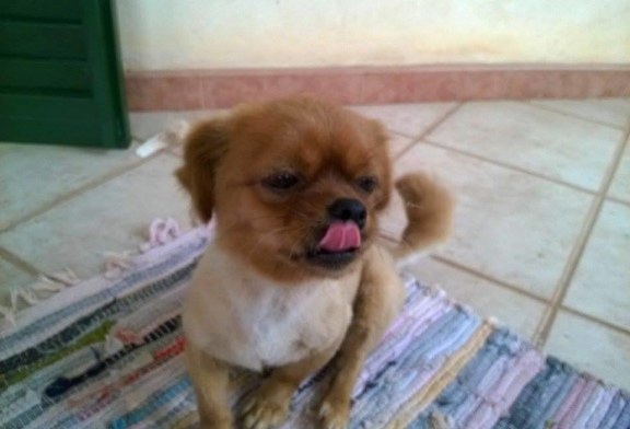 Ritrovato un cane a Gibilrossa [Foto]