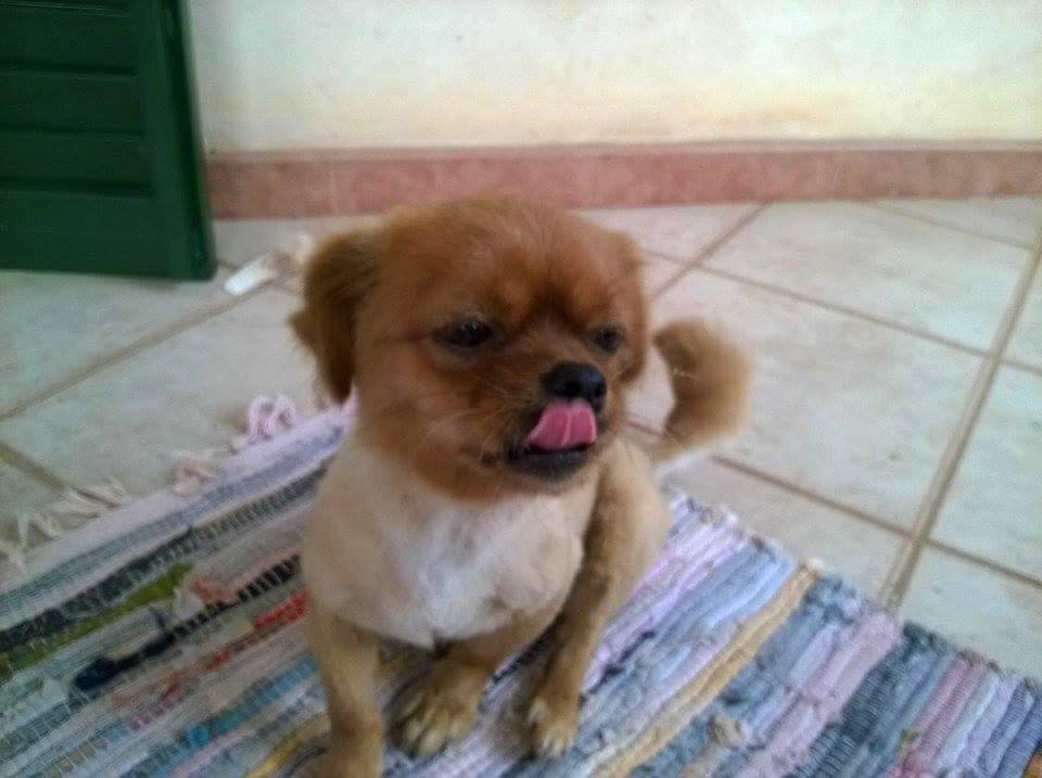 Ritrovato un cane a Gibilrossa [Foto]