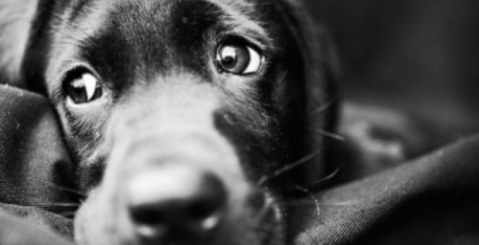 Cane aggredito a Piazza S. Teresa. Alcune precisazioni