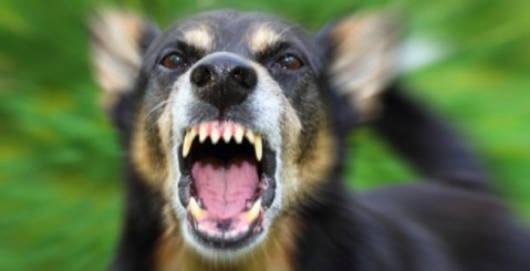Cane ucciso davanti alla padrona. Terrore a piazza S. Teresa
