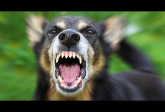 Cane ucciso davanti alla padrona. Terrore a piazza S. Teresa
