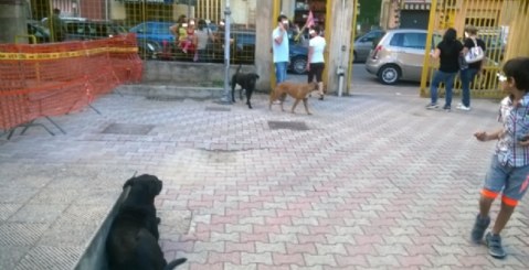 Cani randagi anche a Scuola, il disappunto dei genitori