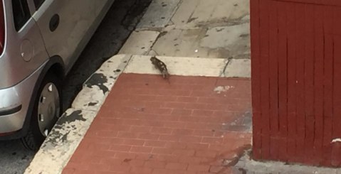 Via Orto Botanico, a spasso coi topi (Foto)