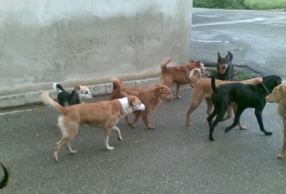 Rincorso da dieci cani nella notte. Giovane sotto shock