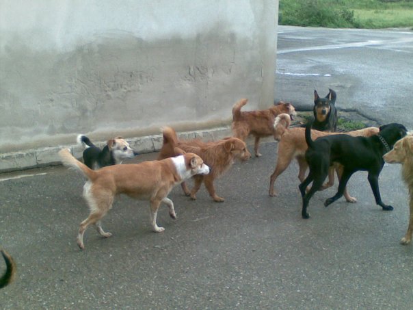 Rincorso da dieci cani nella notte. Giovane sotto shock