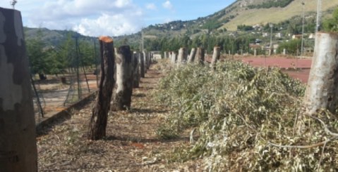 Degli alberi di Piano Stoppa resta solo il tronco (Foto)