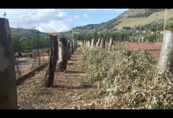 Degli alberi di Piano Stoppa resta solo il tronco (Foto)