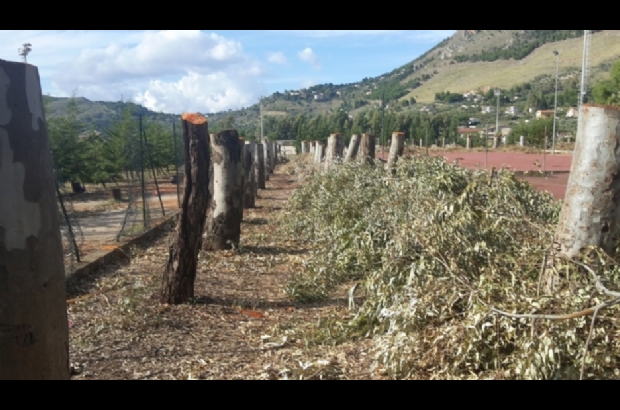 Degli alberi di Piano Stoppa resta solo il tronco (Foto)