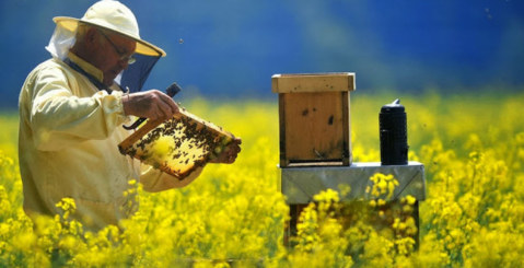 A Misilmeri il primo Master in Apicoltura