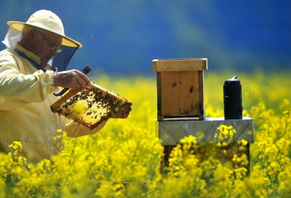 A Misilmeri il primo Master in Apicoltura