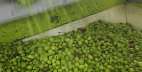 Le olive non finiscono mai! Lunghi turni presso gli oleifici