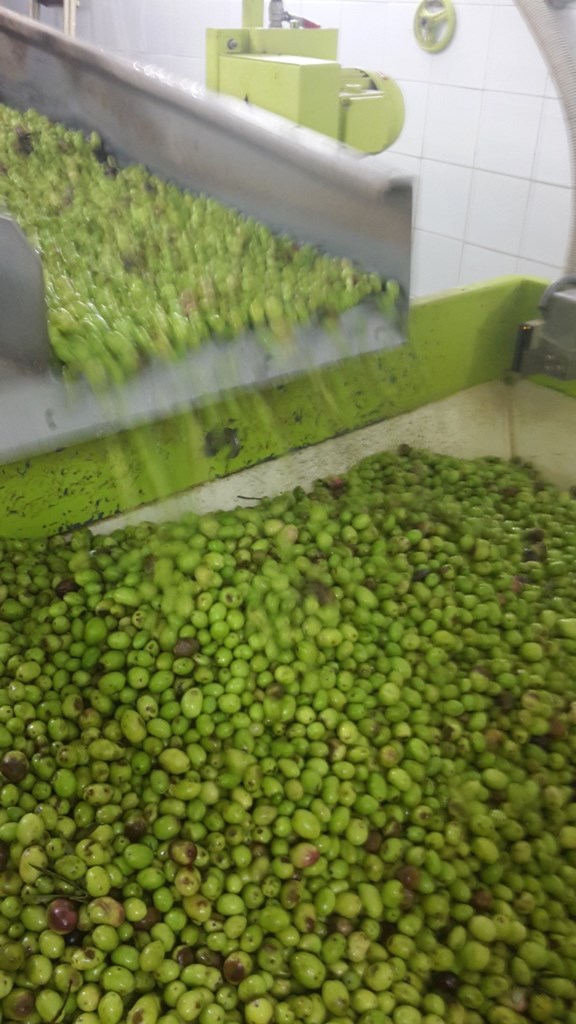 Le olive non finiscono mai! Lunghi turni presso gli oleifici