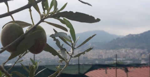 Olive Record, i sansifici costretti a chiudere. Stop alla raccolta.