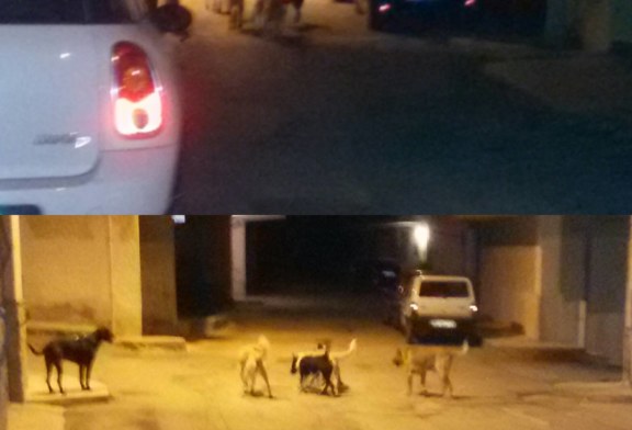 Il lettore segnala: “Basta randagismo, sono stato quasi aggredito”