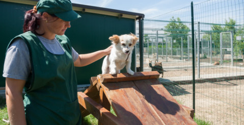 Villabate, un rifugio per cani in un’area confiscata alla mafia