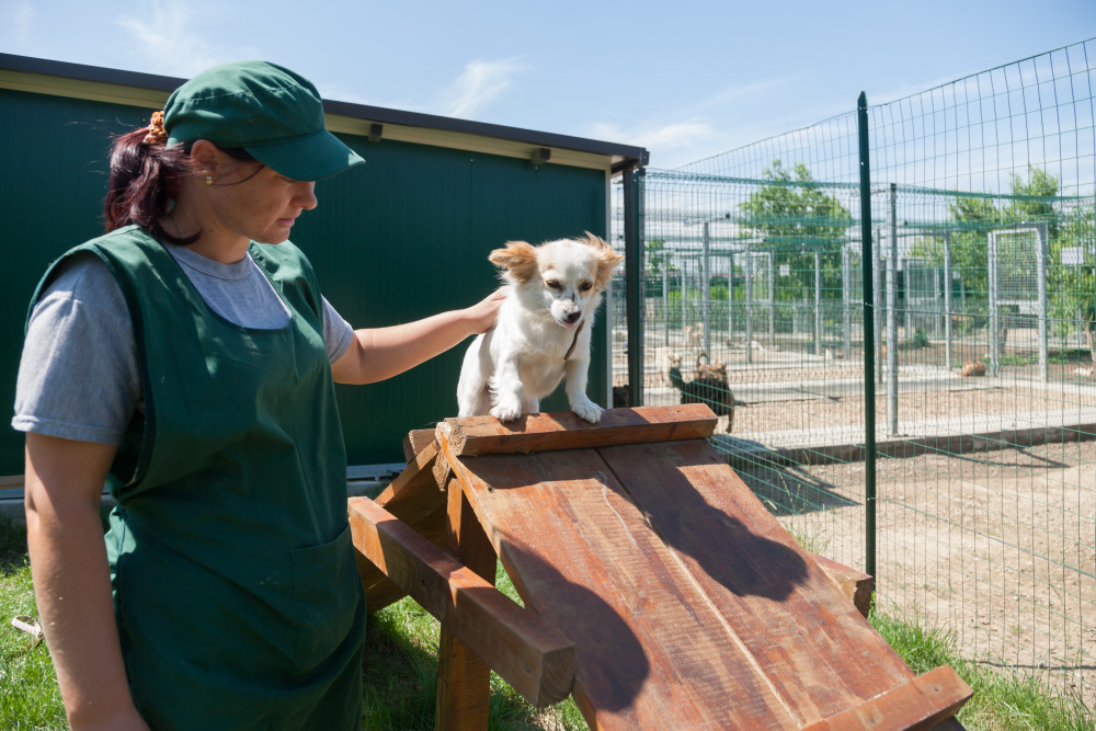 Villabate, un rifugio per cani in un’area confiscata alla mafia