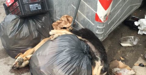 Cartolina da Misilmeri, cani uccisi e gettati come rifiuti